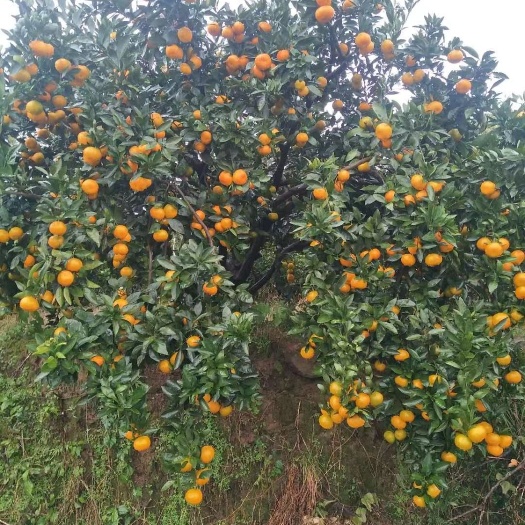 石门县蜜柑 湖南石门蜜桔-口感一流，多年种植经验