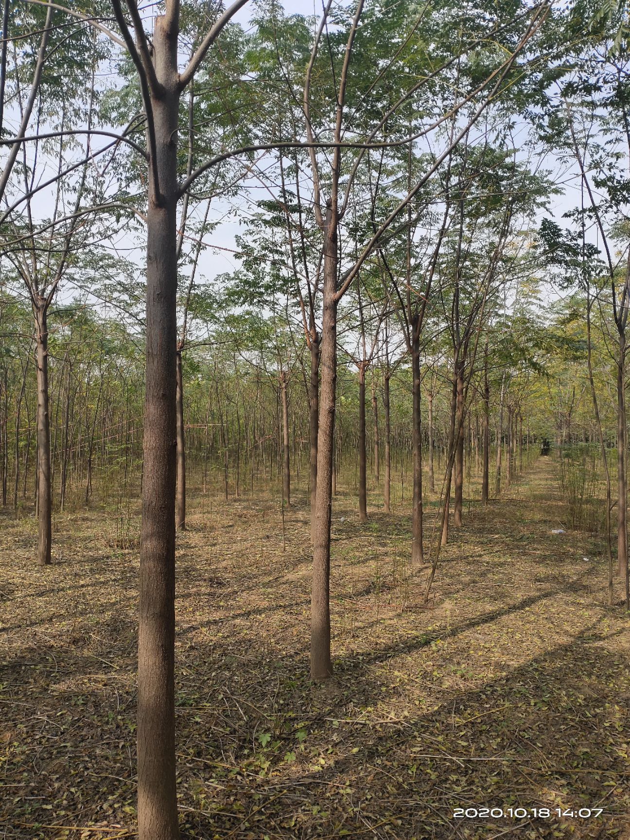 苦楝树  5公分苦楝