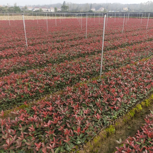 南漳县火焰红  红叶石楠小杯苗（基地直销，正规发票）