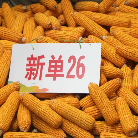 郑州新单26  耐旱抗倒棒大