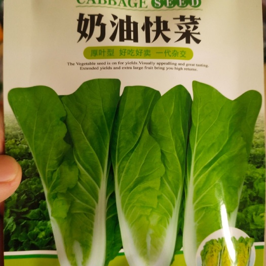 小白菜种子  奶油快菜 小白菜 一代杂交 早熟生长快 20
