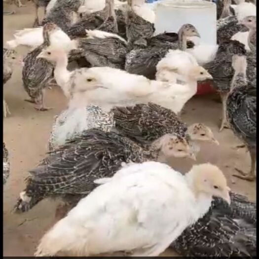 祁阳市纯种火鸡苗火鸡贝蒂娜青铜一个月到二个大疫苗齐全包邮包路损