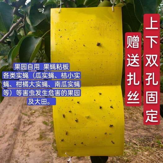 诱虫板  瓜果实蝇粘胶板果蝇实蝇贴针蜂粘虫板农用果园诱粘板苍蝇蚊诱捕器