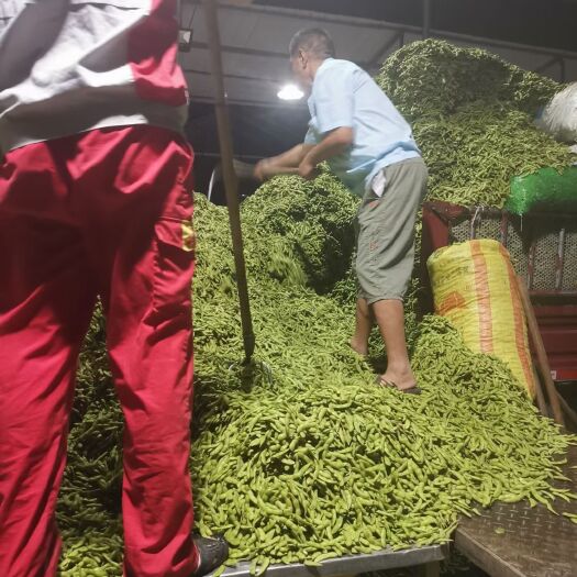 绵竹市冬毛豆  四川毛豆，中华好菜，质优量大，发货速度，有清洗生产
