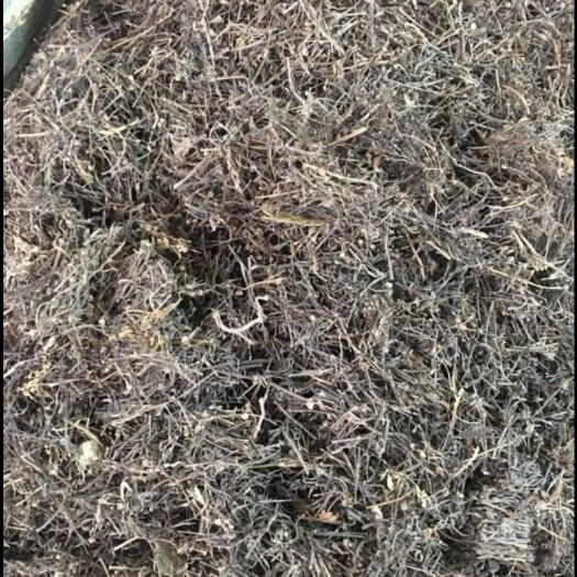 赣州蛇舌草 白花舌草，舌草