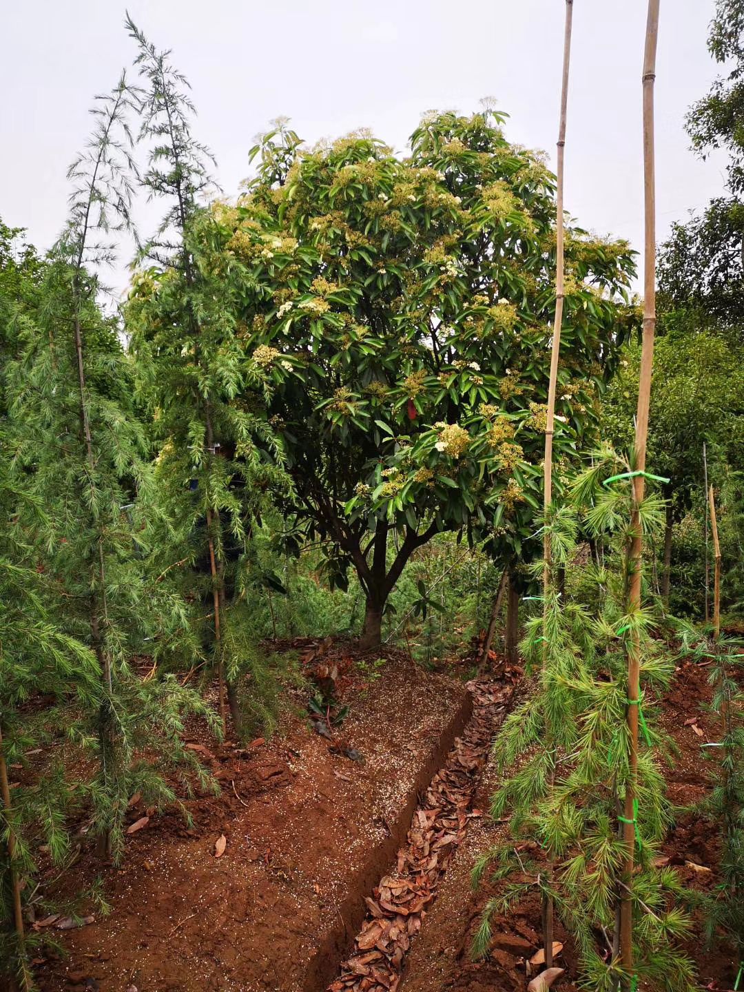 罗木石楠，中华石楠，大量出售