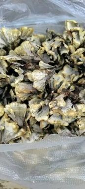 建水县美味牛肝菌 各种云南野生珍贵菌子