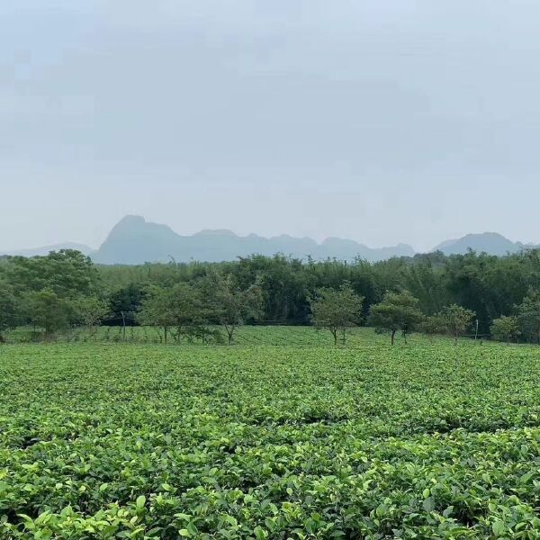 英德红茶  [爱心]英红九号红茶[爱心]蜜香味浓郁口齿留香