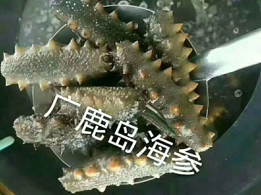 大连海参 