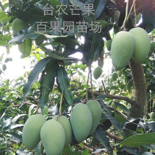 灵山县台农芒果苗  芒果树苗嫁接芒果苗南方北方种植澳芒四季芒台农芒桂七芒 金煌芒