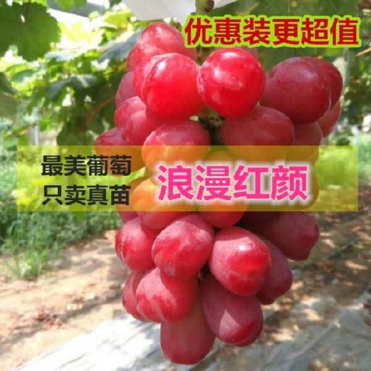 平邑县浪漫红颜葡萄苗  新品种  市场最火爆品种  南北方适合种植