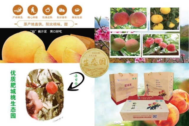 肥城市蜜桃 五一开始採摘至Ⅱ月中旬，生产销售更NB的肥城桃，栽植。