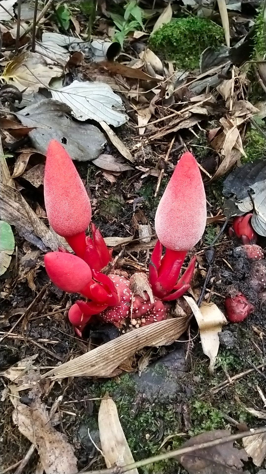 中药材回春草 回春草