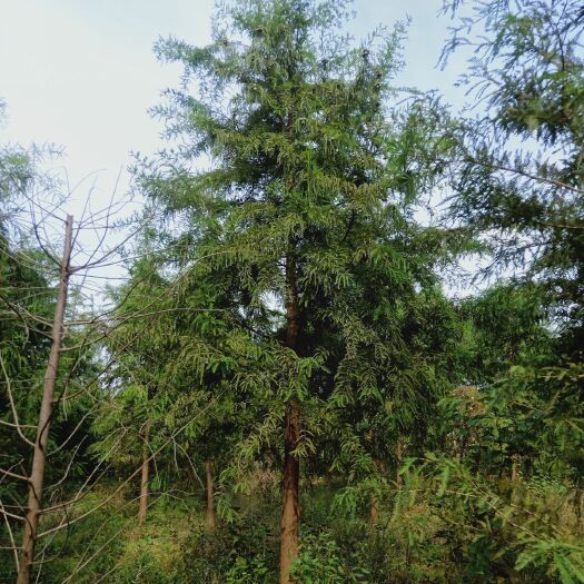 南京中山杉  精品墨西哥落雨杉3-25公分