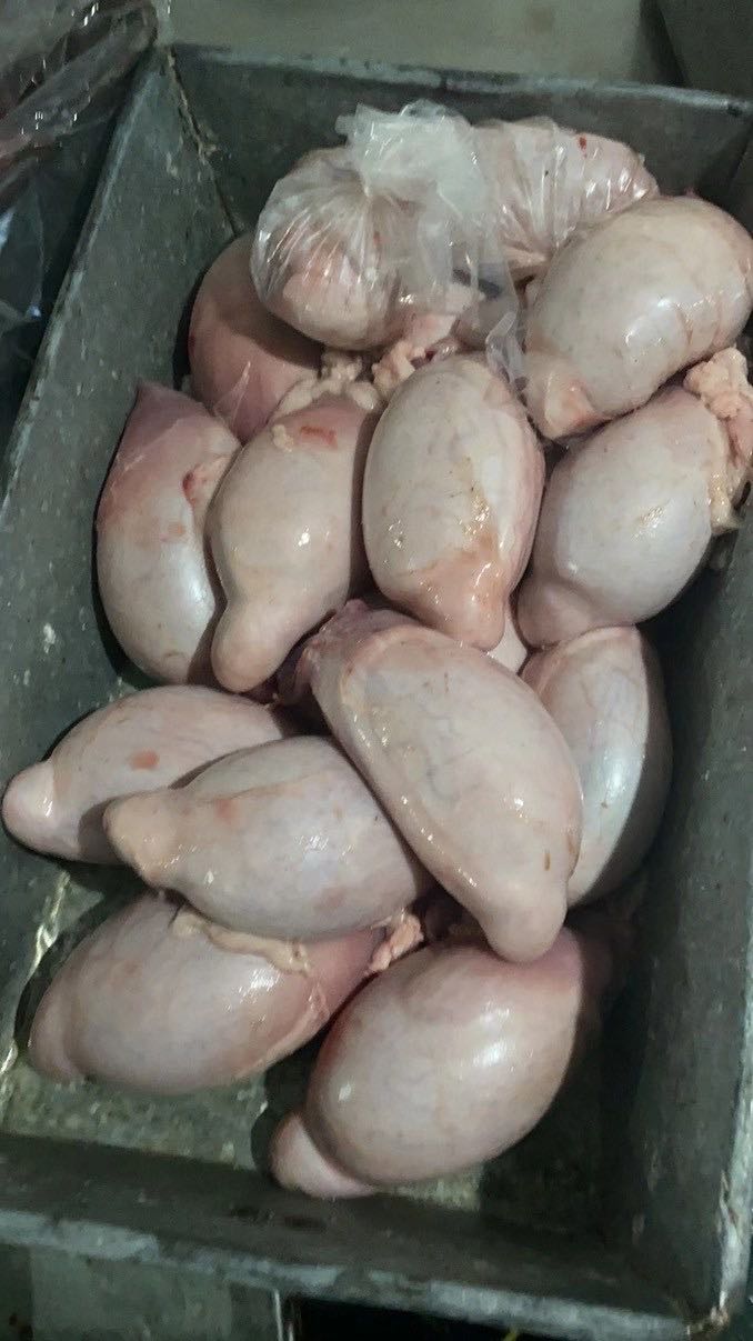  羊宝羔羊羊宝外腰内蒙古锡盟草地羔羊羊宝羊蛋