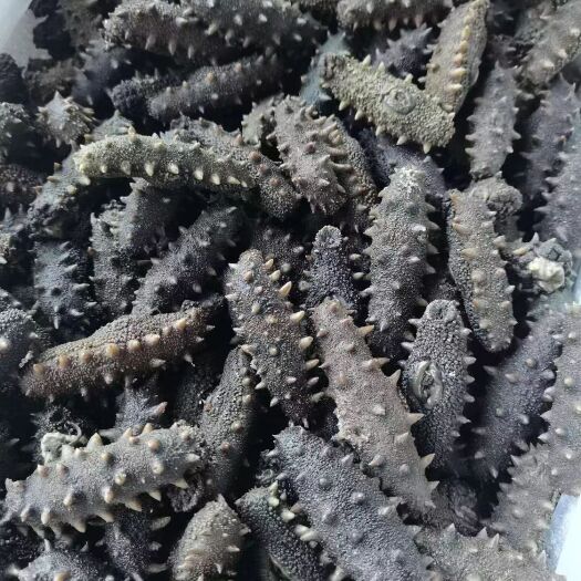 荣成市大连海参  海参