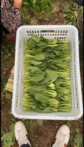 曹县万亩蔬菜基地长年代办代发大中小课精品大棚陆地快菜上海青