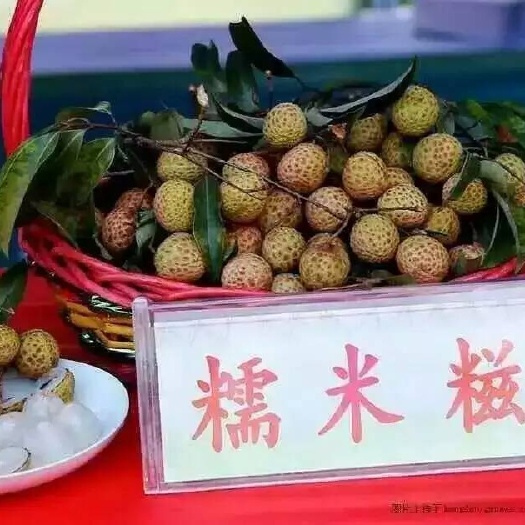 灵山县糯米糍荔枝苗  带土球带叶荔枝果树苗实拍妃子笑荔枝苗桂味苗无核荔枝苗嫁接苗