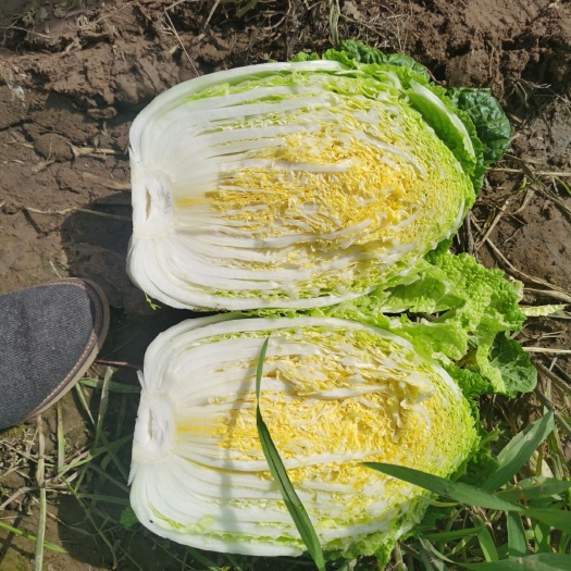 西吉县黄心大白菜  大白菜高原夏菜，精品黄心菜，沙土地种植，耐运输
