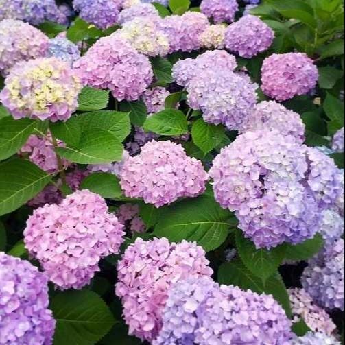 无尽夏绣球花苗盆栽八仙花庭院阳台植物好养花卉