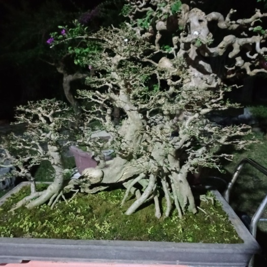 柳州果树盆景 建议看一下