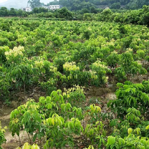 高州市无核荔枝苗  无核荔枝果苗