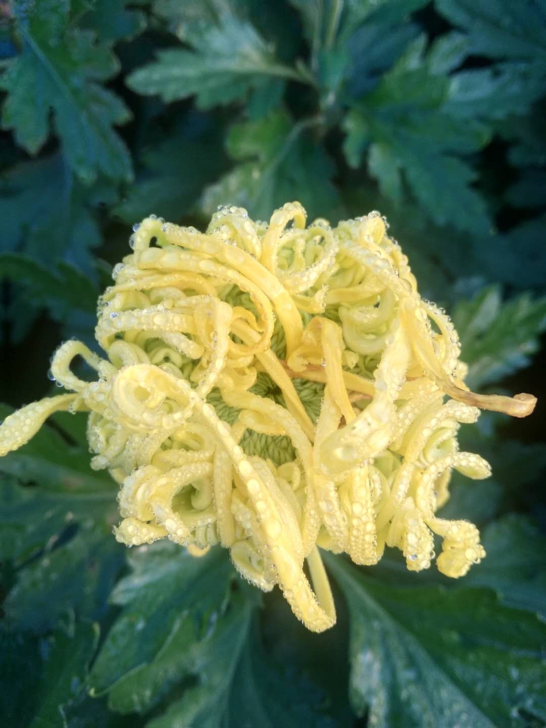 案头菊  观赏菊花