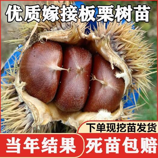 平邑县沂蒙板栗苗  嫁接板栗树苗，早晚熟地栽庭院特大南北方种植，质量保证。