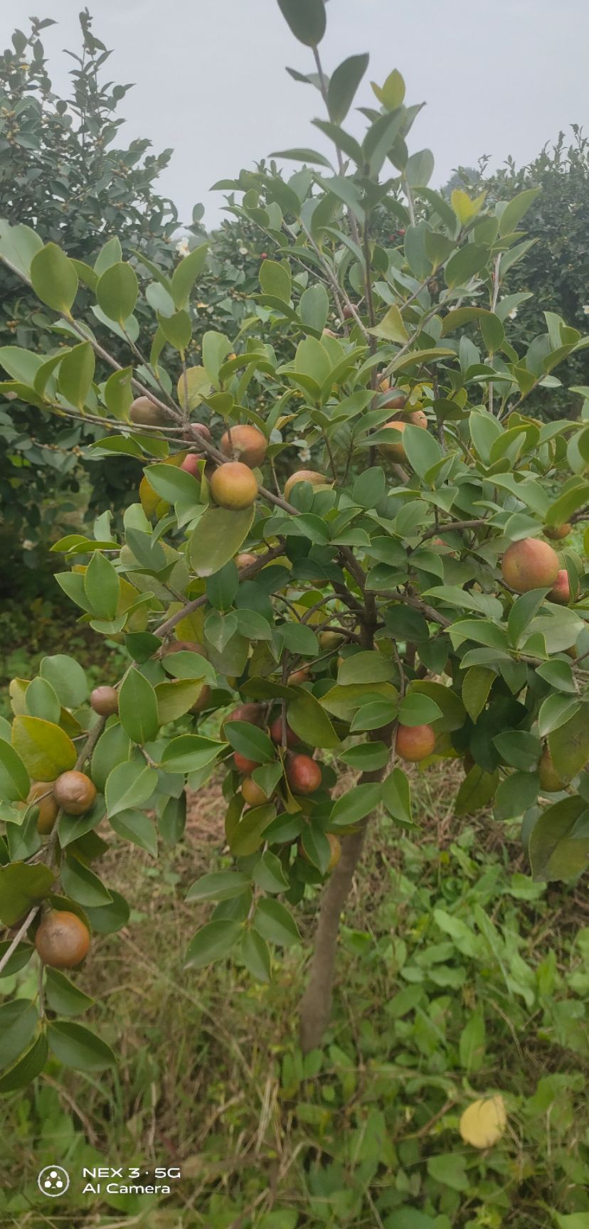 油茶苗 长林系列高产油茶嫁接苗