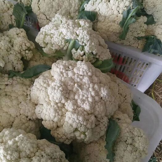 沂水县白花菜花  山东优质青梗散花种植基地，散花大量现货供应