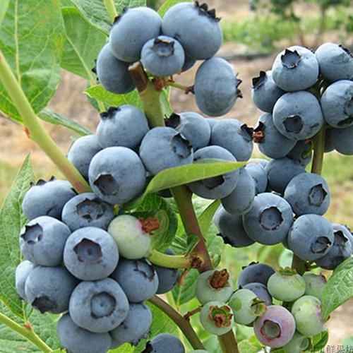 7年老店铺，薄雾蓝莓，绿宝石，蓝丰蓝莓，优瑞卡，克莱西蓝莓，