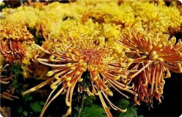 案头菊  观赏菊花