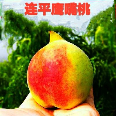 平邑县鹰嘴蜜桃苗  连平鹰嘴桃，桃树苗，精选嫁接优质苗，基地直销三包发货