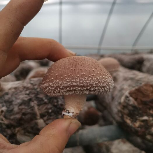 谷城县普通香菇 鲜香菇 4cm~6cm