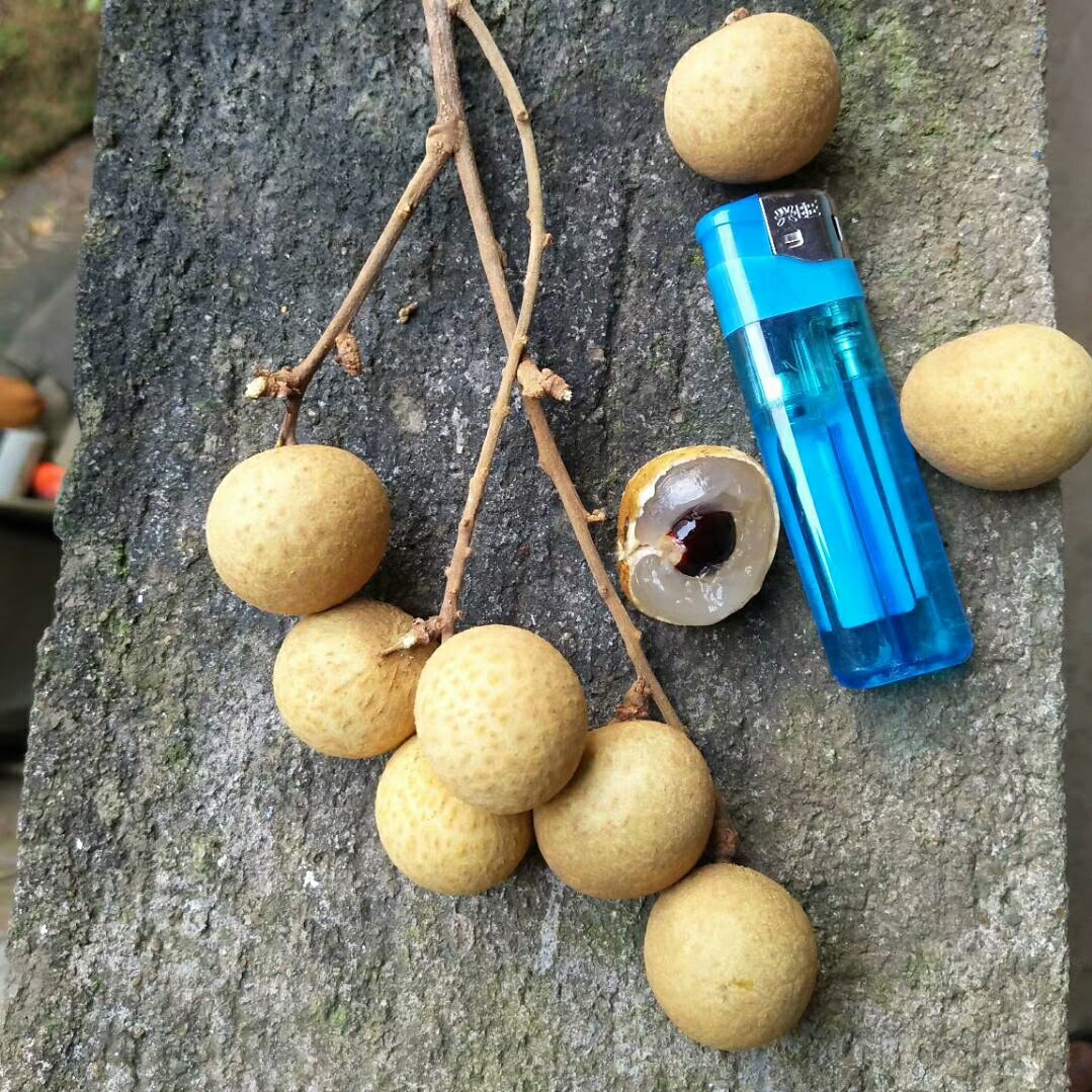 四季蜜龙眼苗  龙眼树苗嫁接桂圆盆栽果树苗地栽石硖当年结果南方种植苗