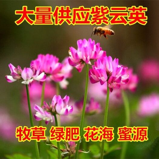 紫云英种子红花草食用野菜 养蜂蜜源 绿肥植物紫云英
