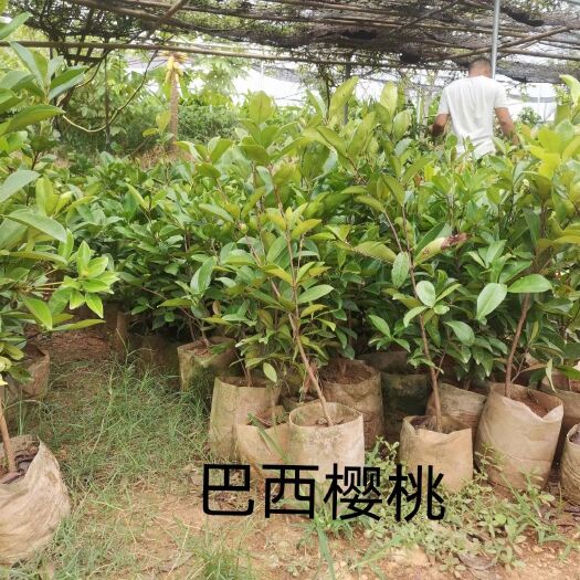 万宁市巴西木盆栽 货不多，喜欢叫我
