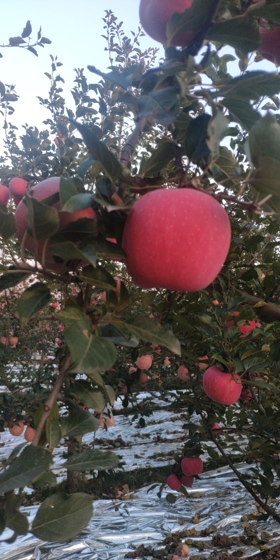 苹果橘子陈子 70mm以上 全红 纸袋 