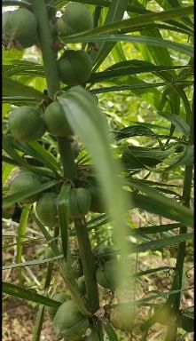 黄精种子  云南滇红花黄精目前黄精品种产量最高的一种品种亩产量上万很轻松
