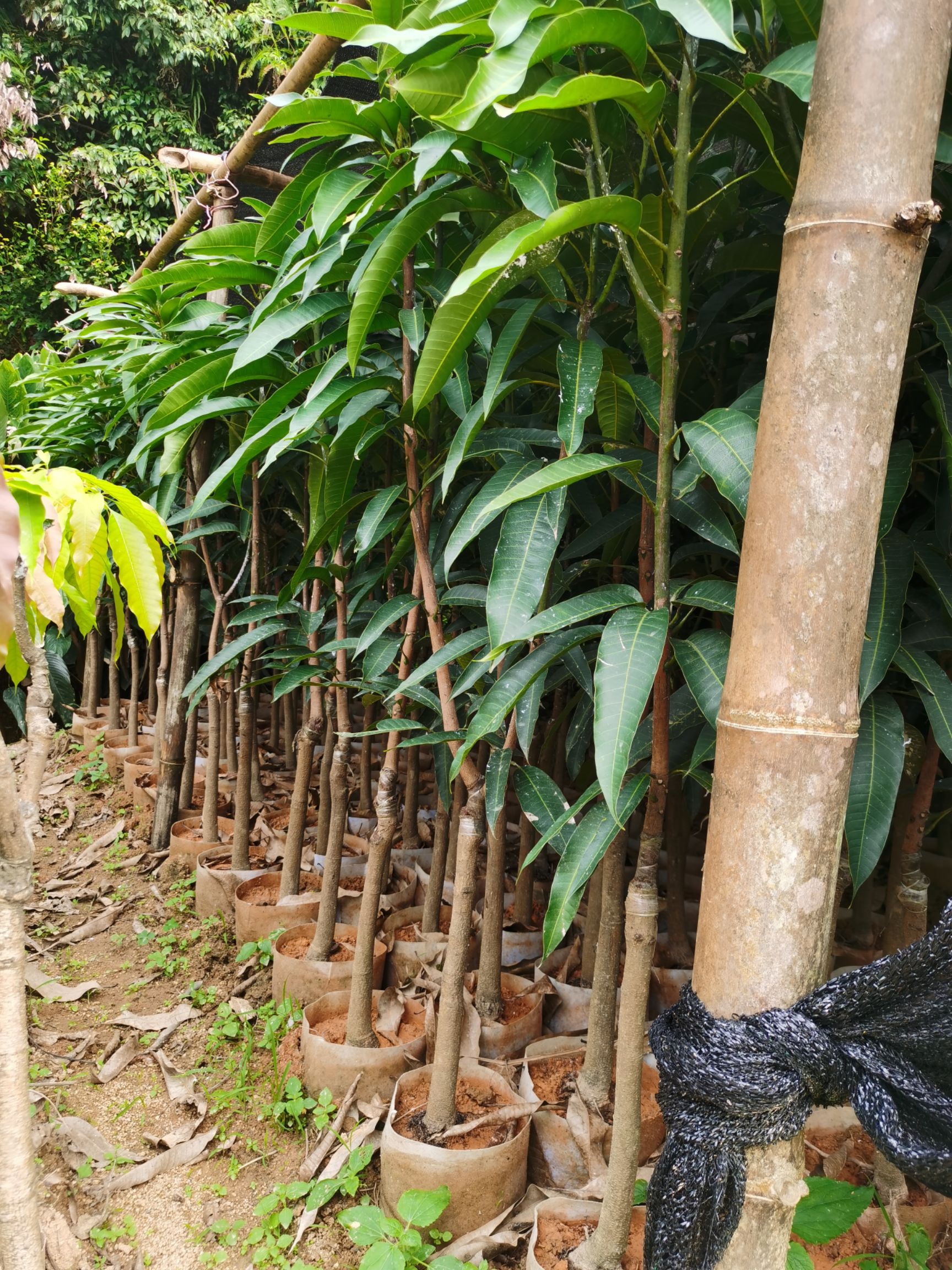 贵妃芒果苗  金煌芒果苗，桂七芒果苗，台农芒果苗