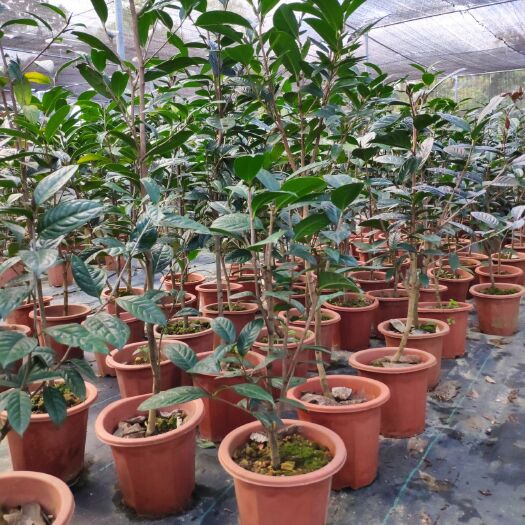 东兴市 金花茶盆栽 5年实生苗 防普金花茶 产地自产 品种包正包邮