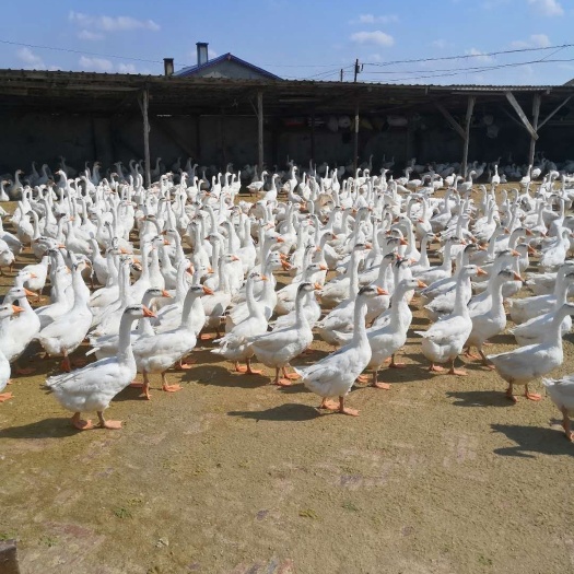 绥化大三花鹅 三花大鹅 3500只， 4-5kg ，6个月