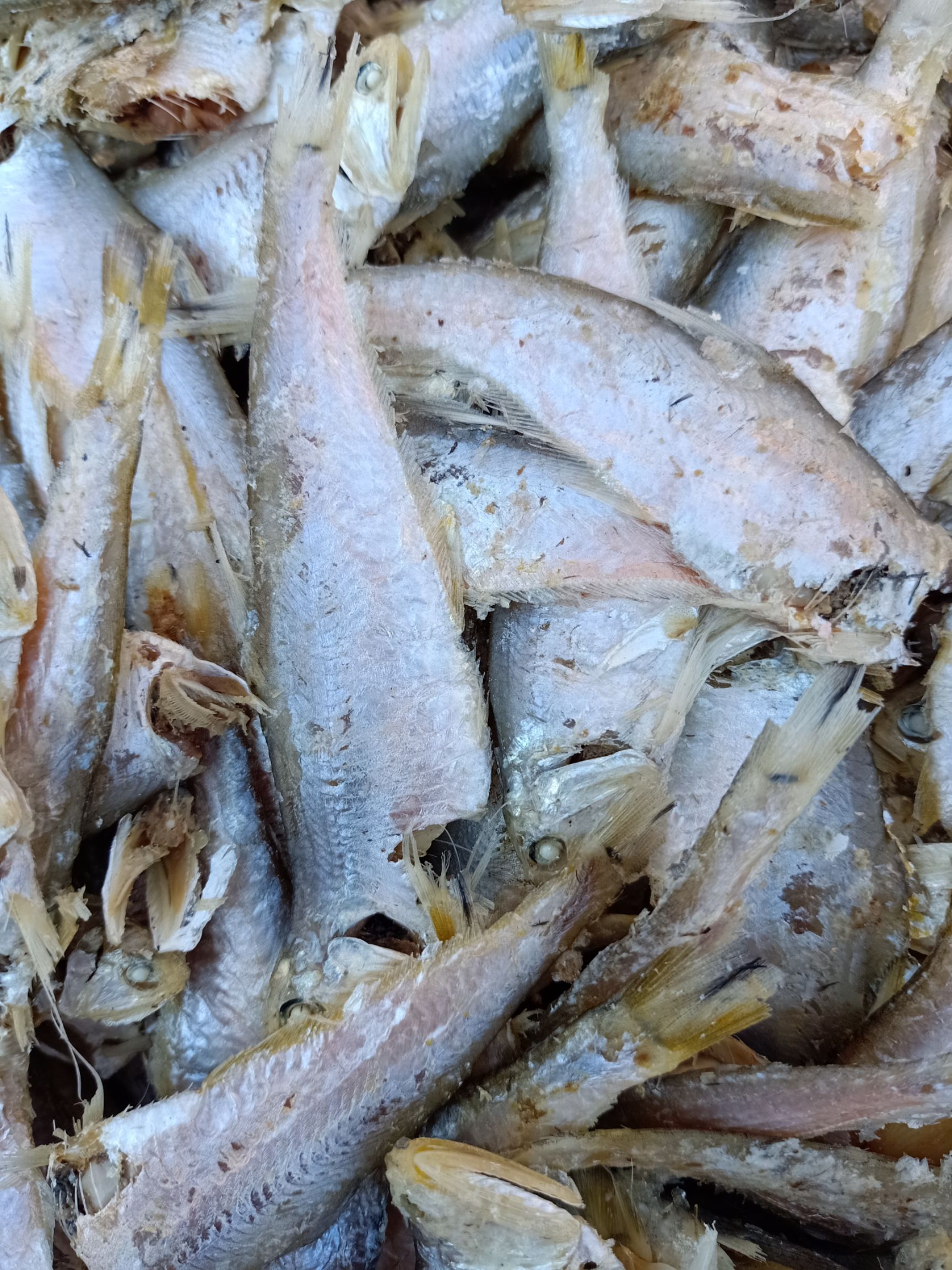 磷虾干  鳞虾，南极鳞虾
