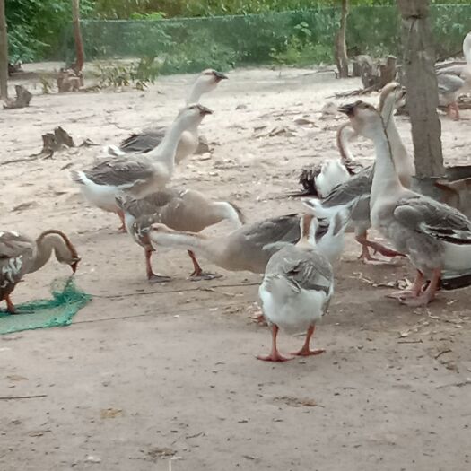 合浦县 肉鹅