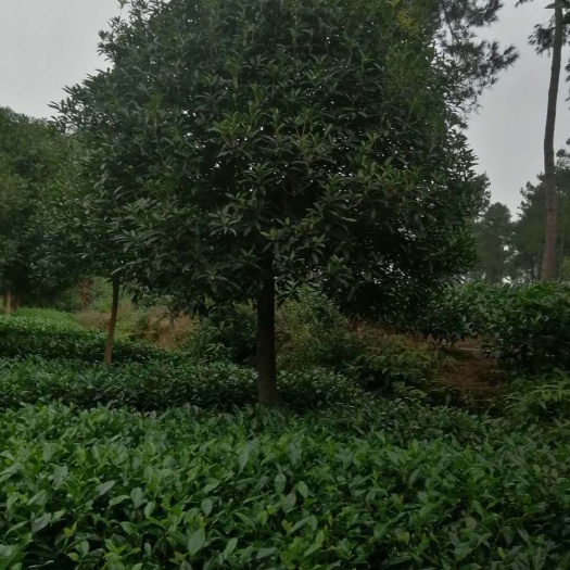 雅安丹桂  桂花树各品种规格齐全