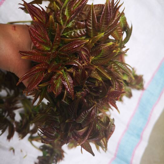 泰安红油香椿苗 香椿树苗，各种规格的红油香椿树苗