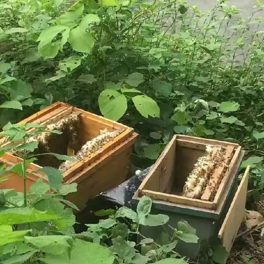 鹿寨县土蜂蜜 冬季鸭脚木蜜，自家中蜂采集