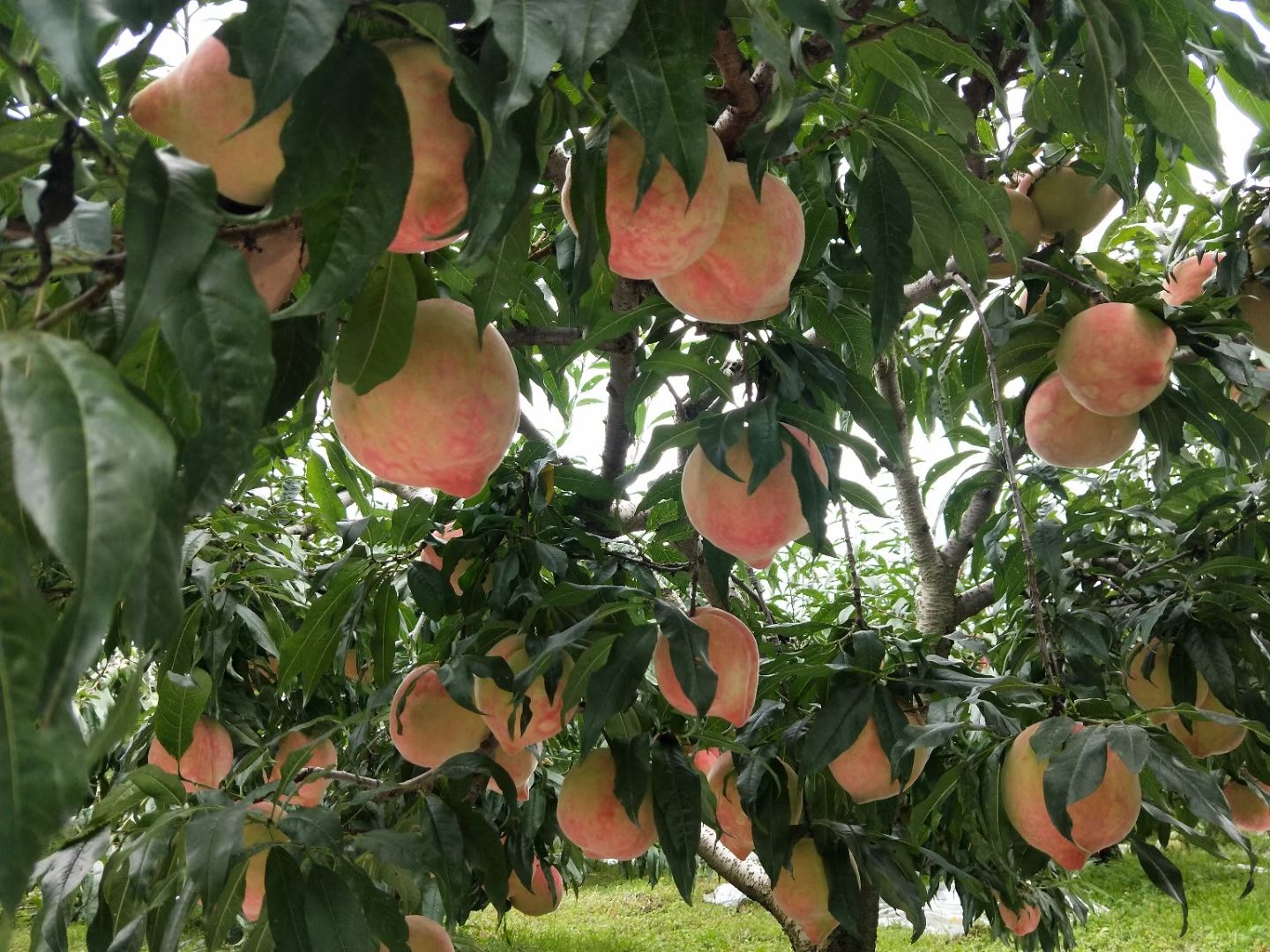 丽江雪桃苗  桃树苗云南丽江正宗雪桃苗，丽江优质雪桃苗