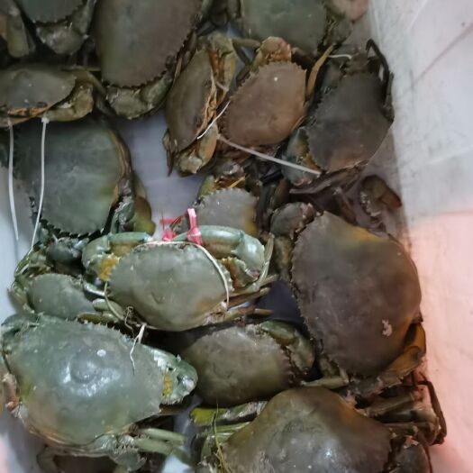 启东市青蟹，青蟹，