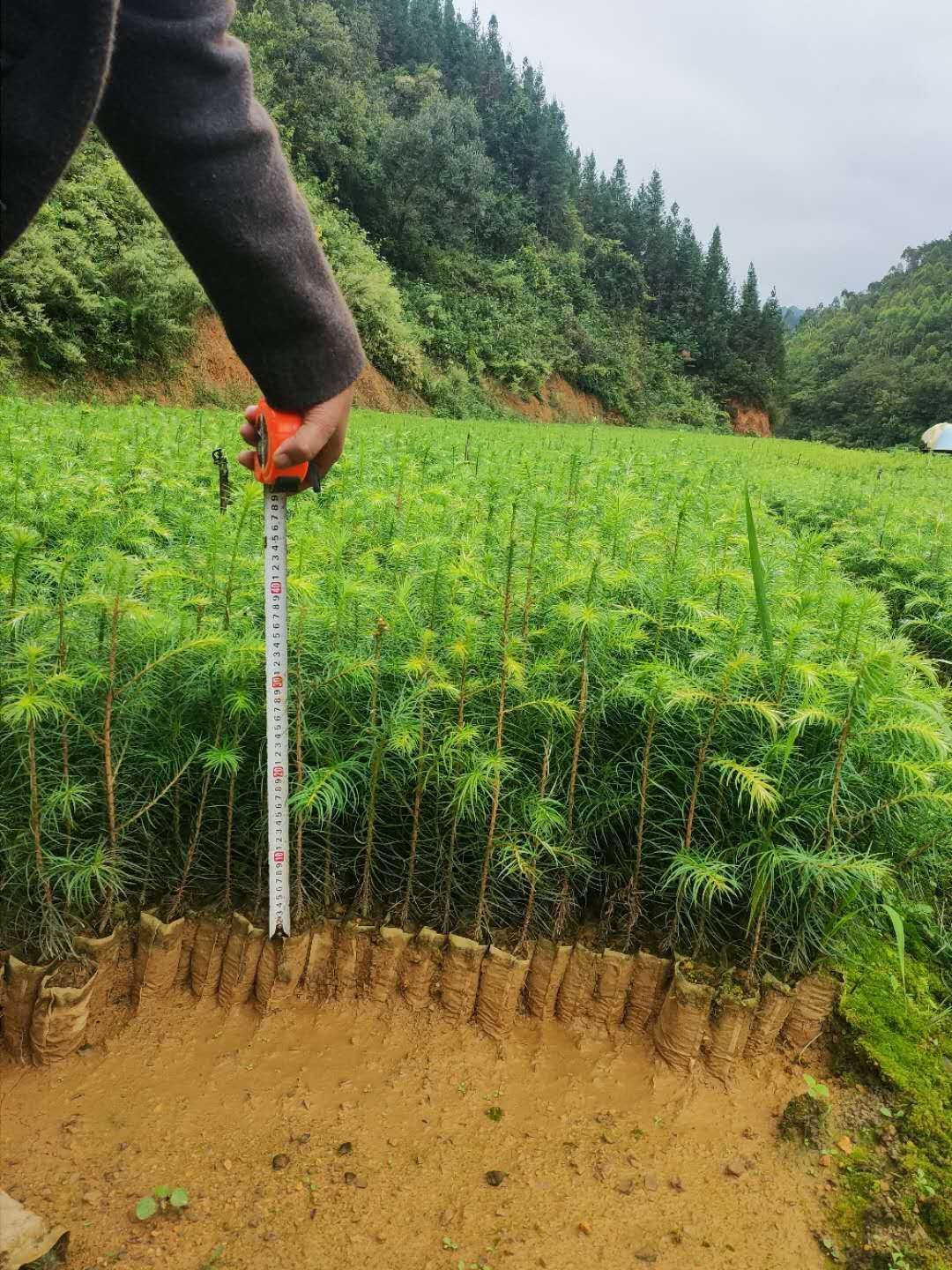 刺杉 良种杉树苗
